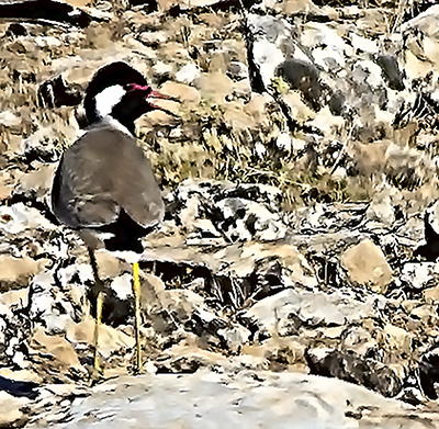 Red-wattled Lapwing